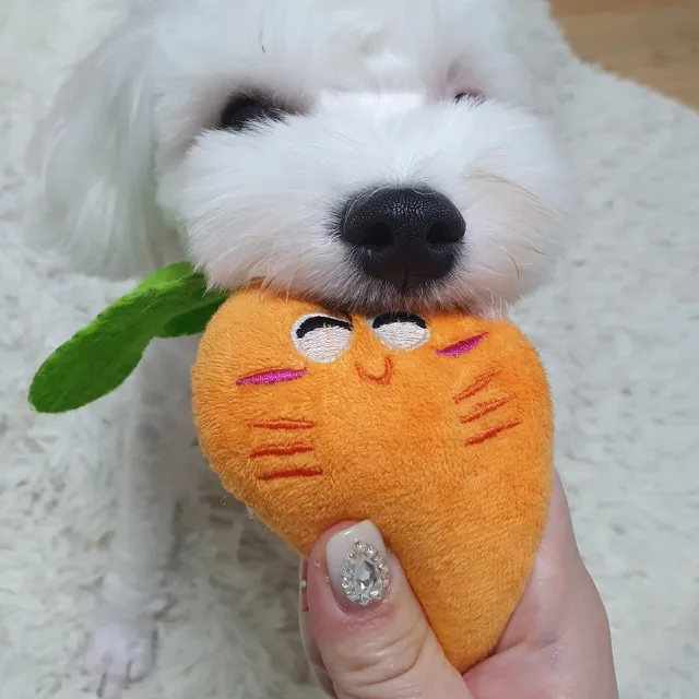봄당근