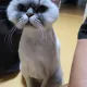 꽃순이똘이집사