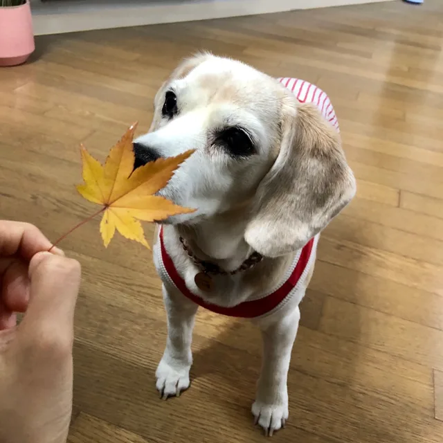 죠이