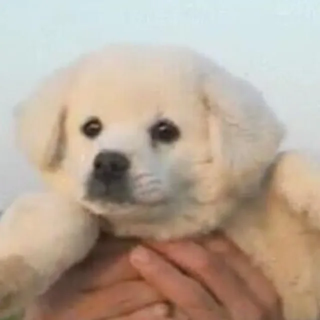 몽몽