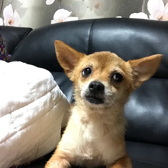 쪼꼬링