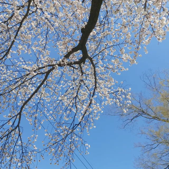 쬬밍