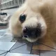 재롱이