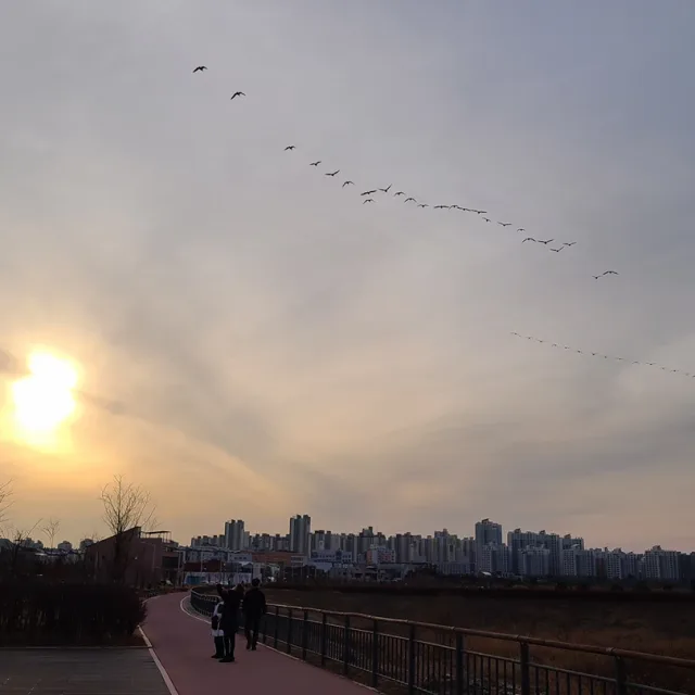 파페야놀자