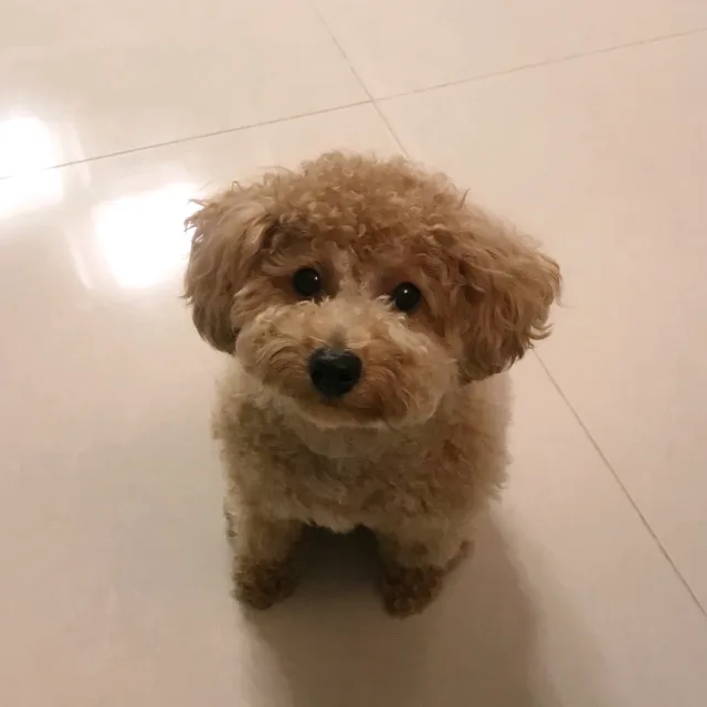 거북이