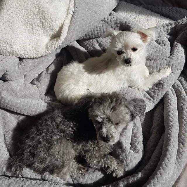롱리