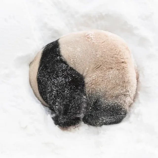 pandapanda