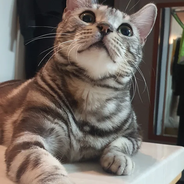 쟈니