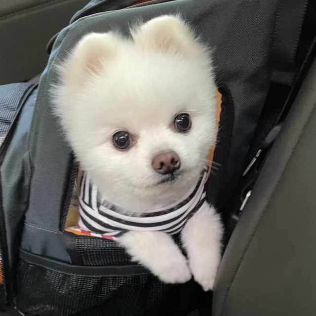 호잇
