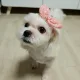 구르밍