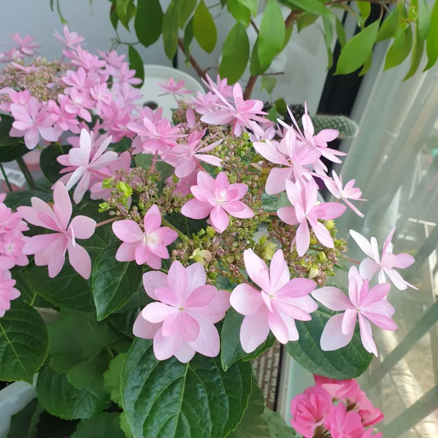 수국