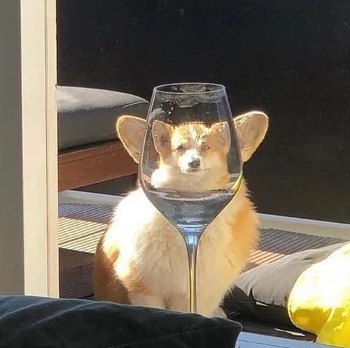 제요