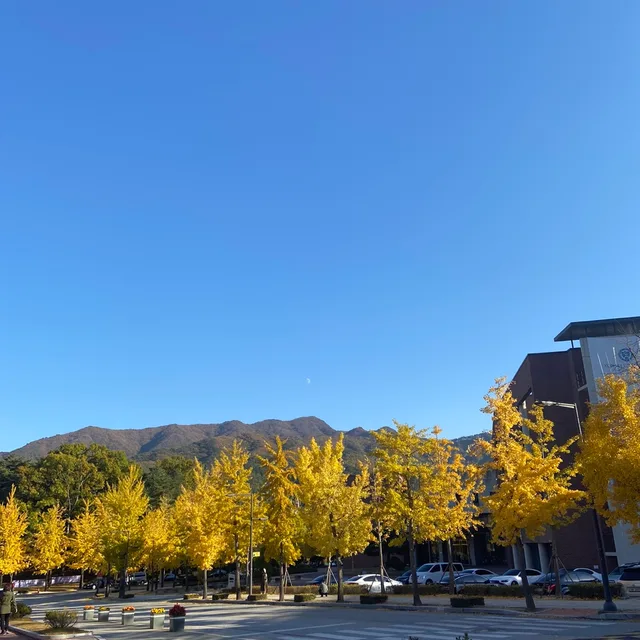 sosu