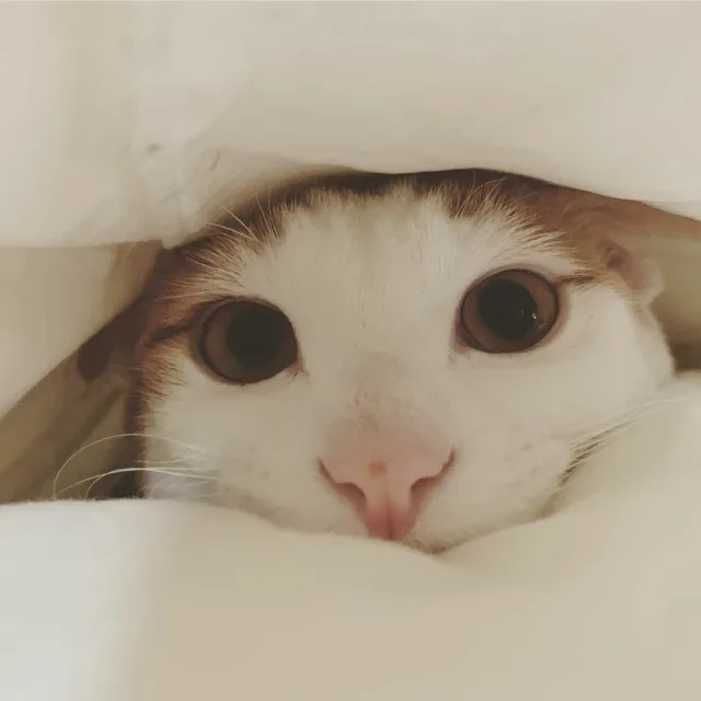 하늘개미