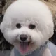 라떼