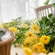 오예