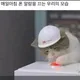 재주