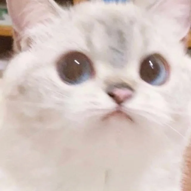 당근고양이