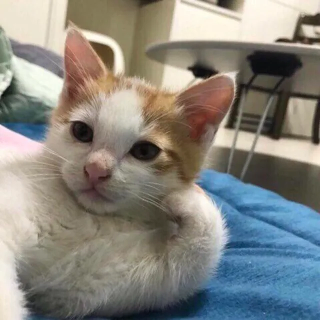 챤챤