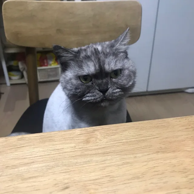 조옹자