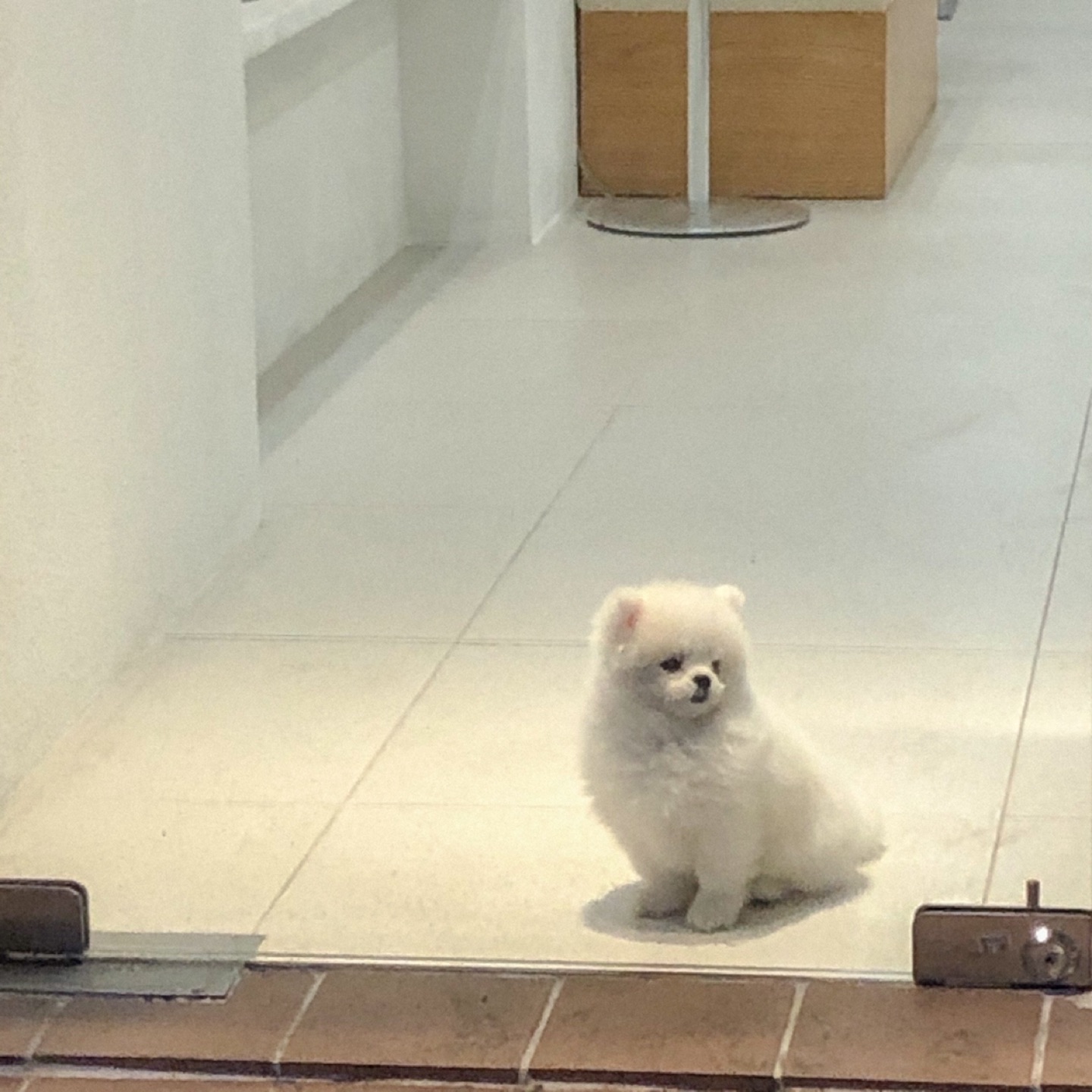 심바