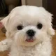 귀여운뿡뿡이