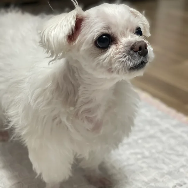 미미삐