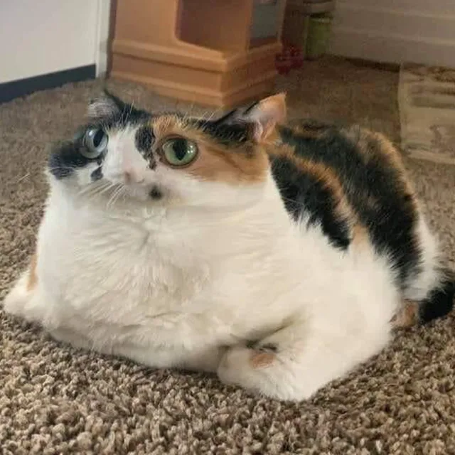 라니k