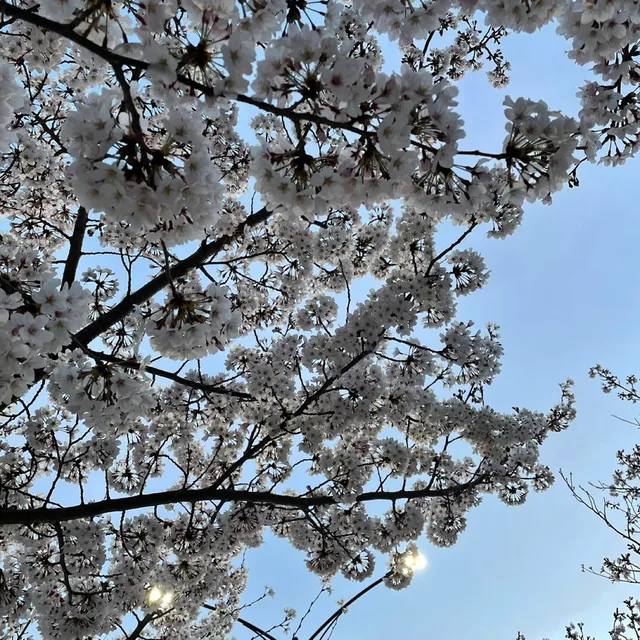 수지쨔응