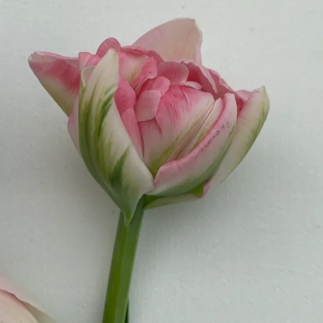 츠랩