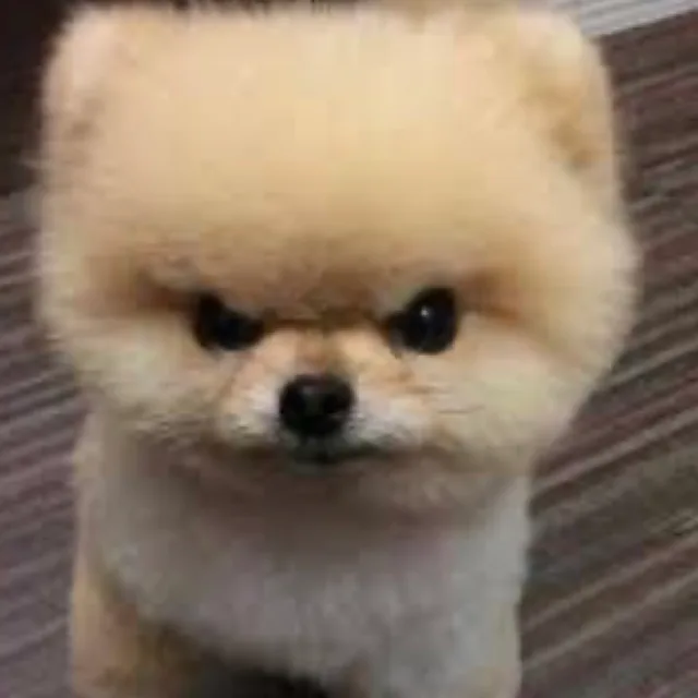 포비