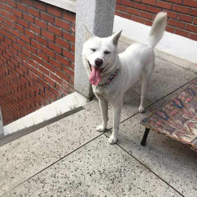 동수이