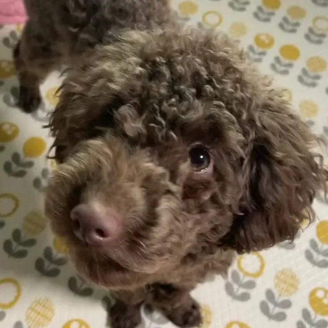 초코대디