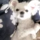 두비두바