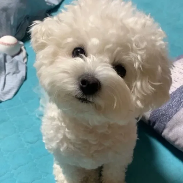 구름솜