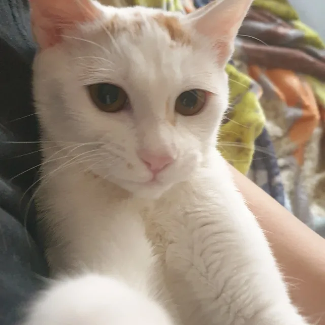 곤이