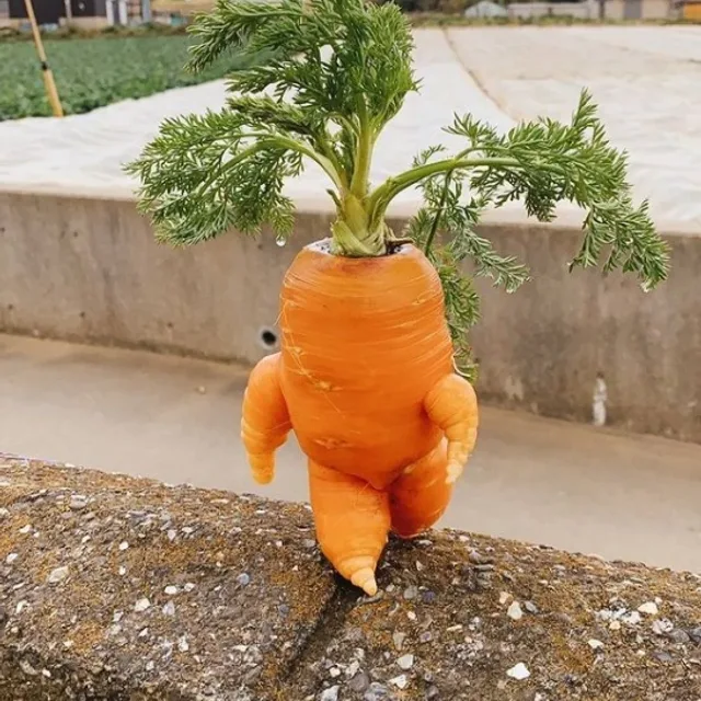 가꼬이