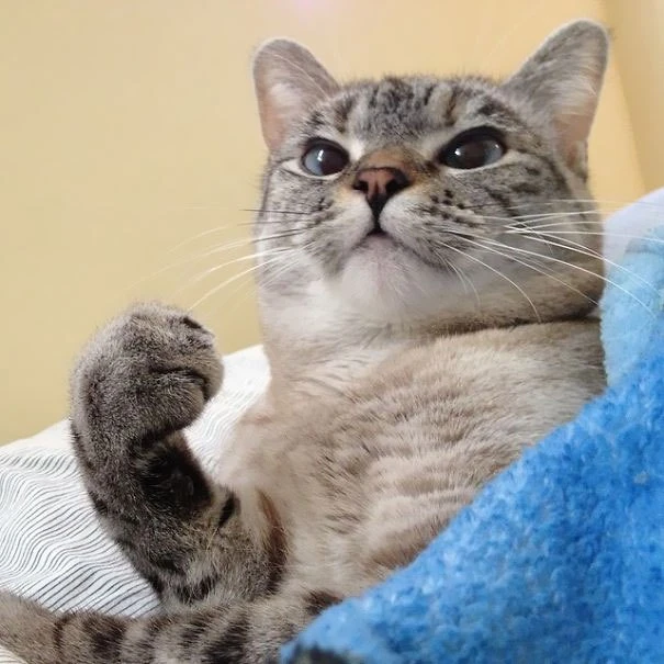 냐오옹