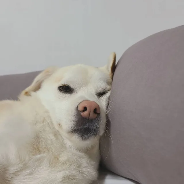 퓨퓨휴휴