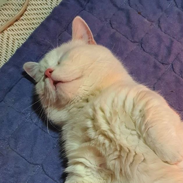 딸기연유