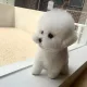 딸기라떼