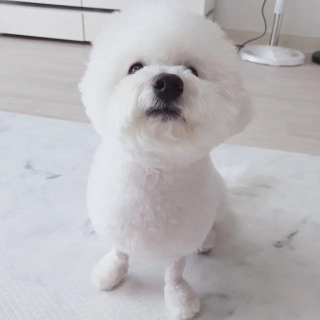 쌀맘