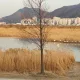 김양이