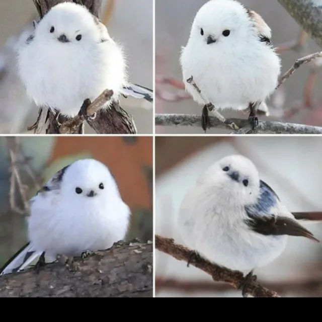 봄또마망