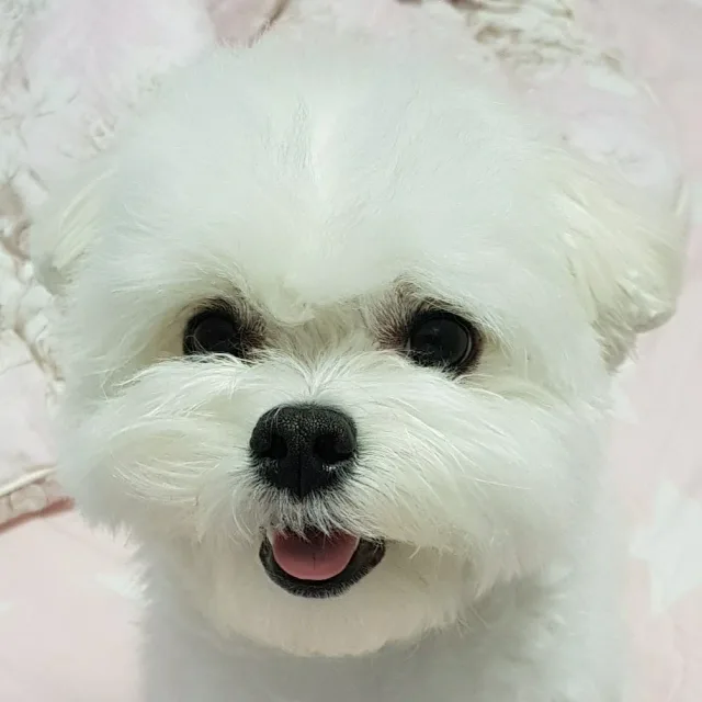 툐툐밥