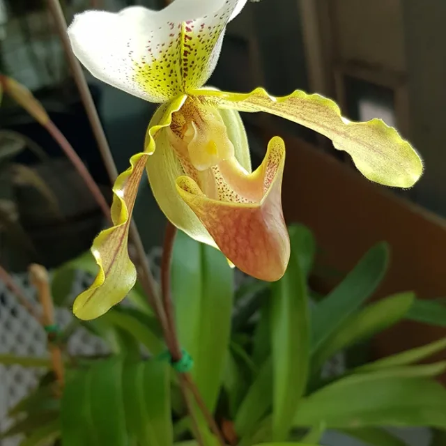 profile