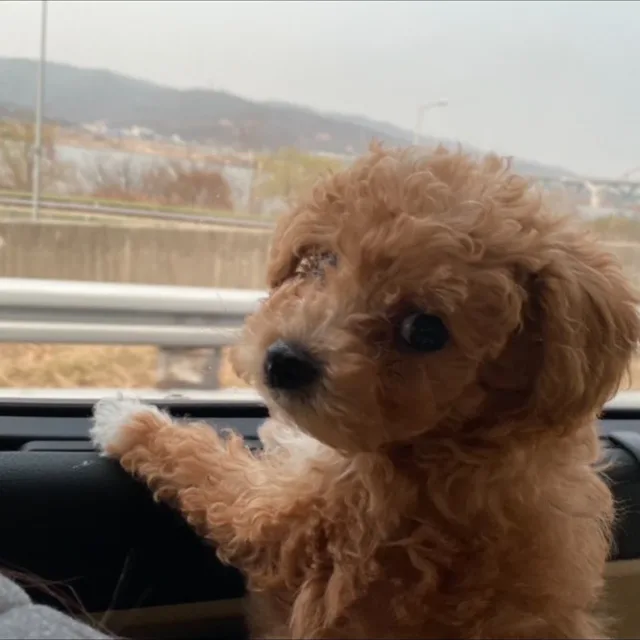 도레미맘