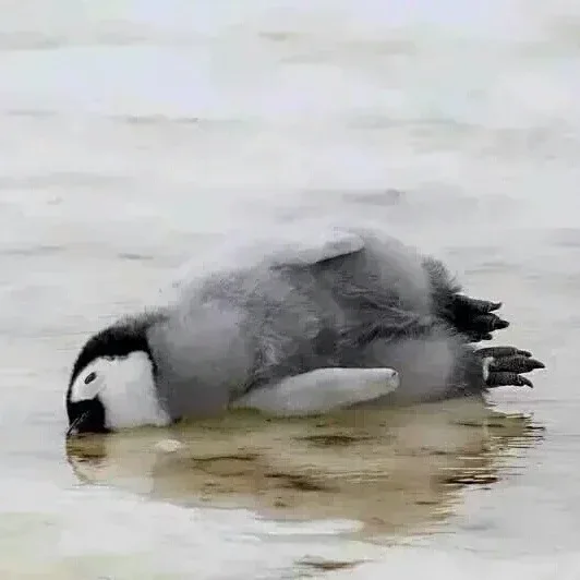펭펭