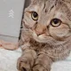 아네스
