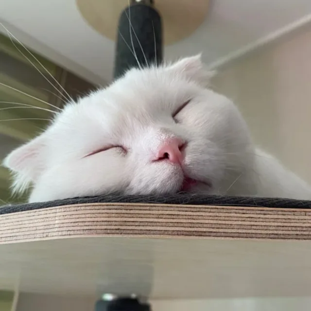 루키